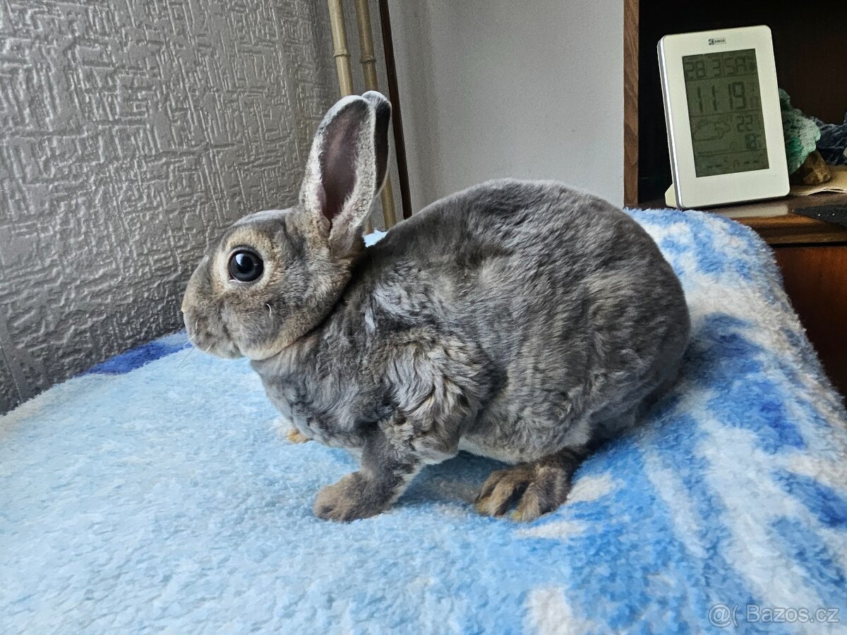 Zakrslý králíček - 6
