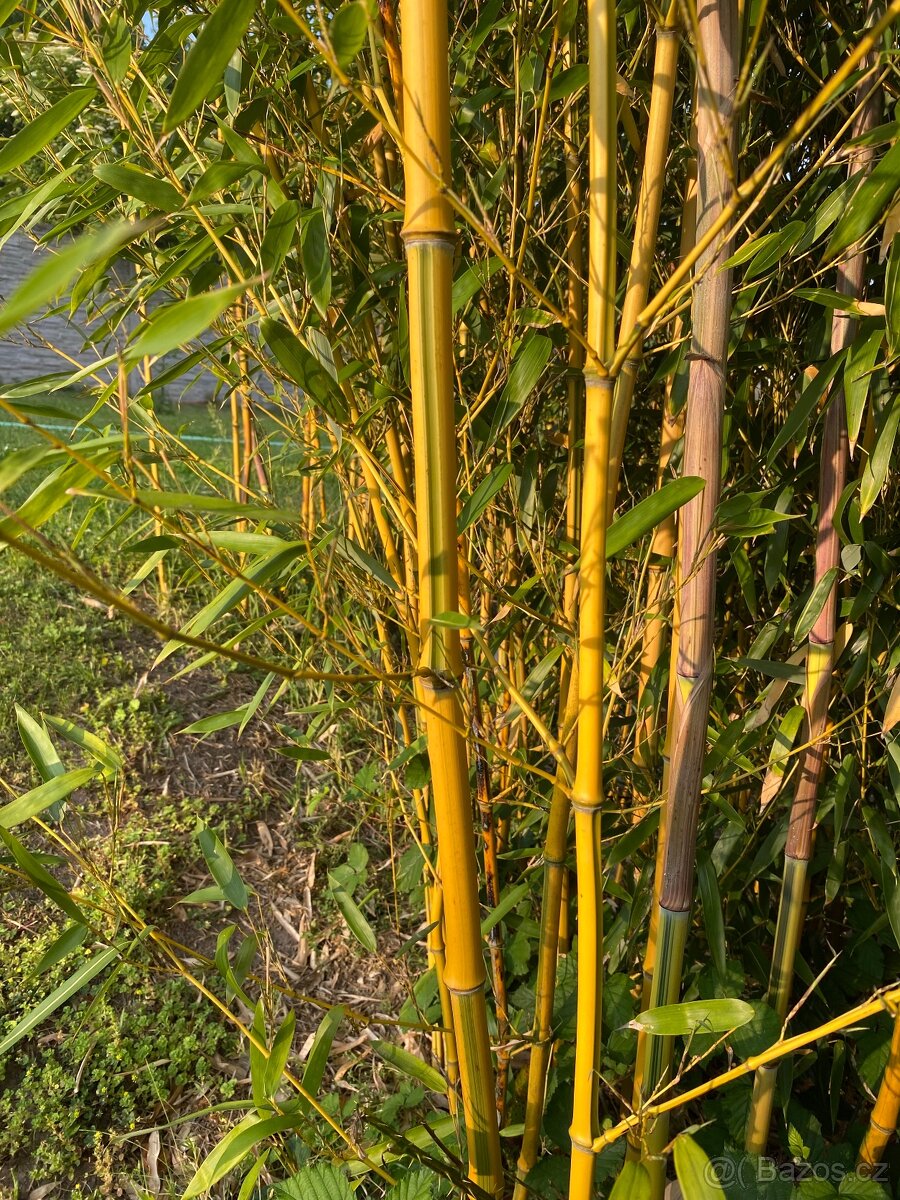Mrazuvzdorný bambus - 6