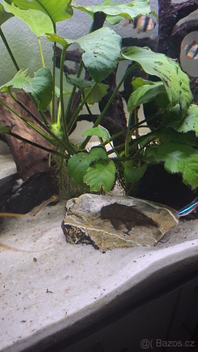 Komplet zaběhle akvarium. - 6