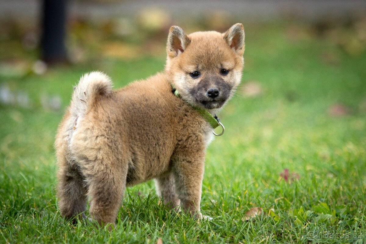 Shiba inu s PP - 6