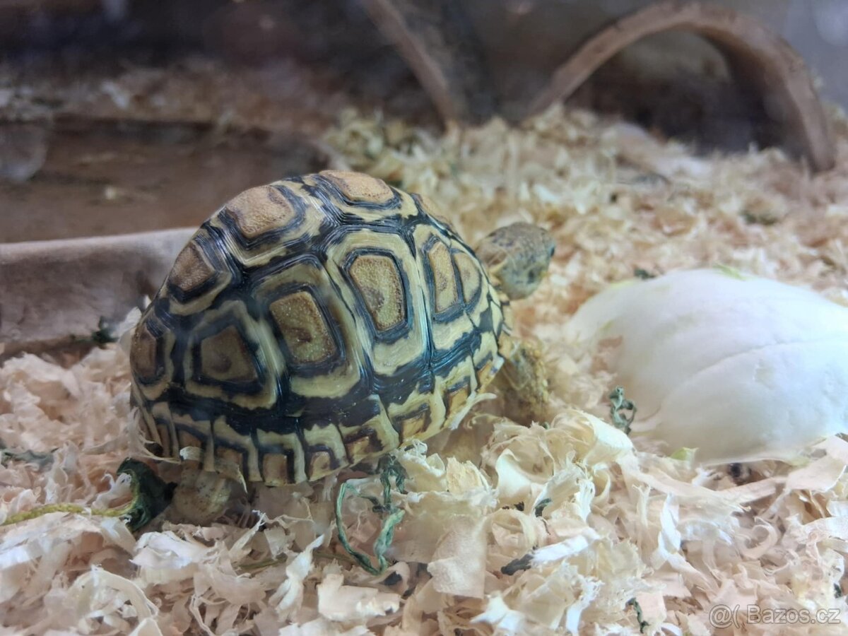 prodám mláďata želv + kompletní terárium - 6