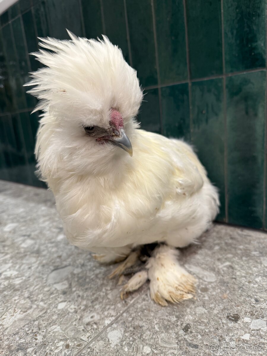 Hedvabnicka USA kohoutek - 6