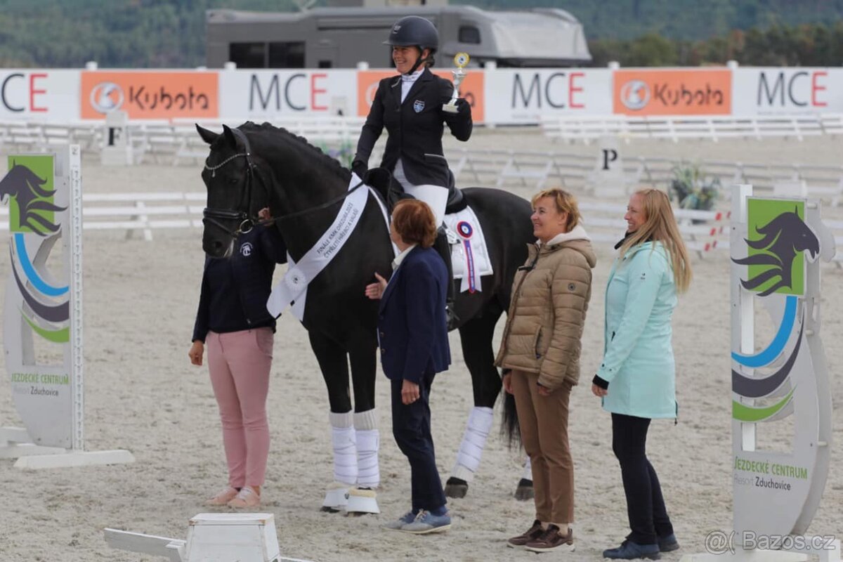 Připouštění drezurním plemenným hřebcem - 6