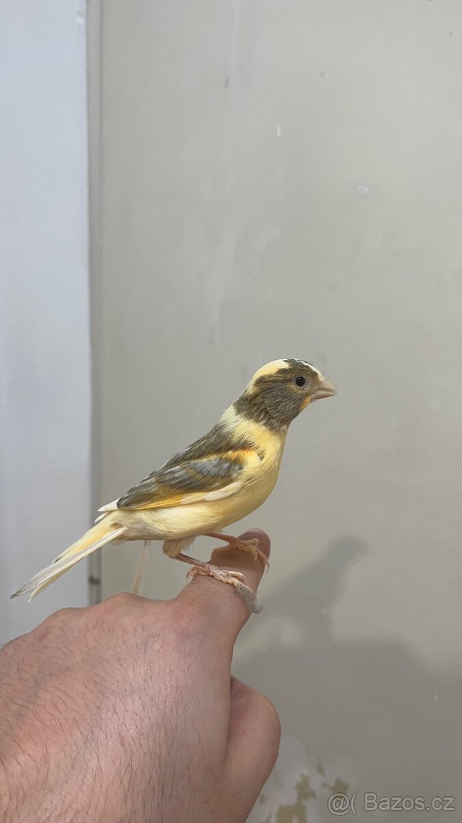 Nabízím kanáři 5/12/2025 - 6