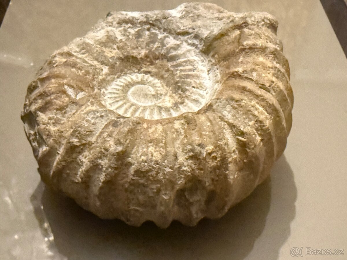 Amonit Maroko 12x11 cm - 6