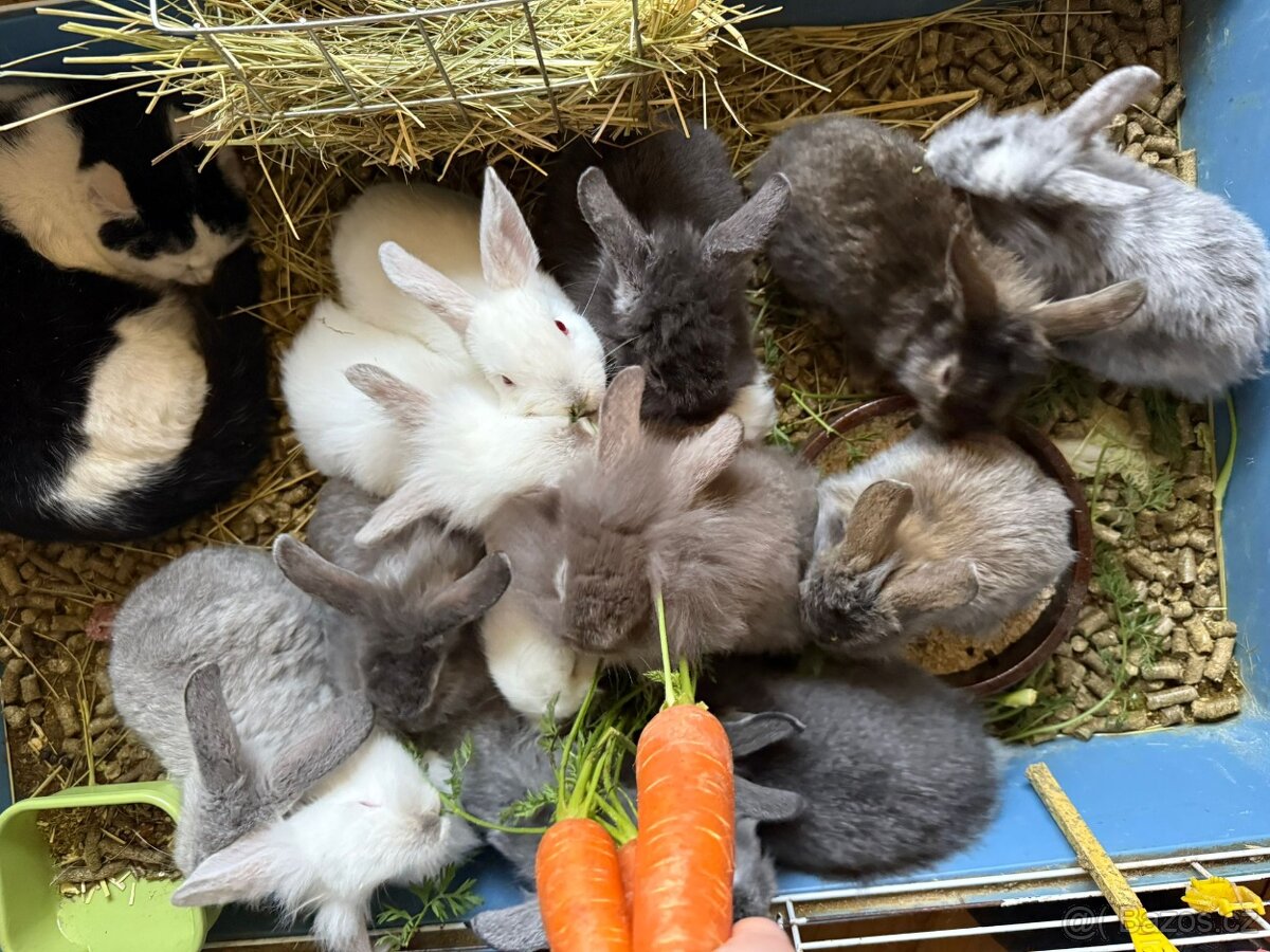 Zakrslý králíček - 6