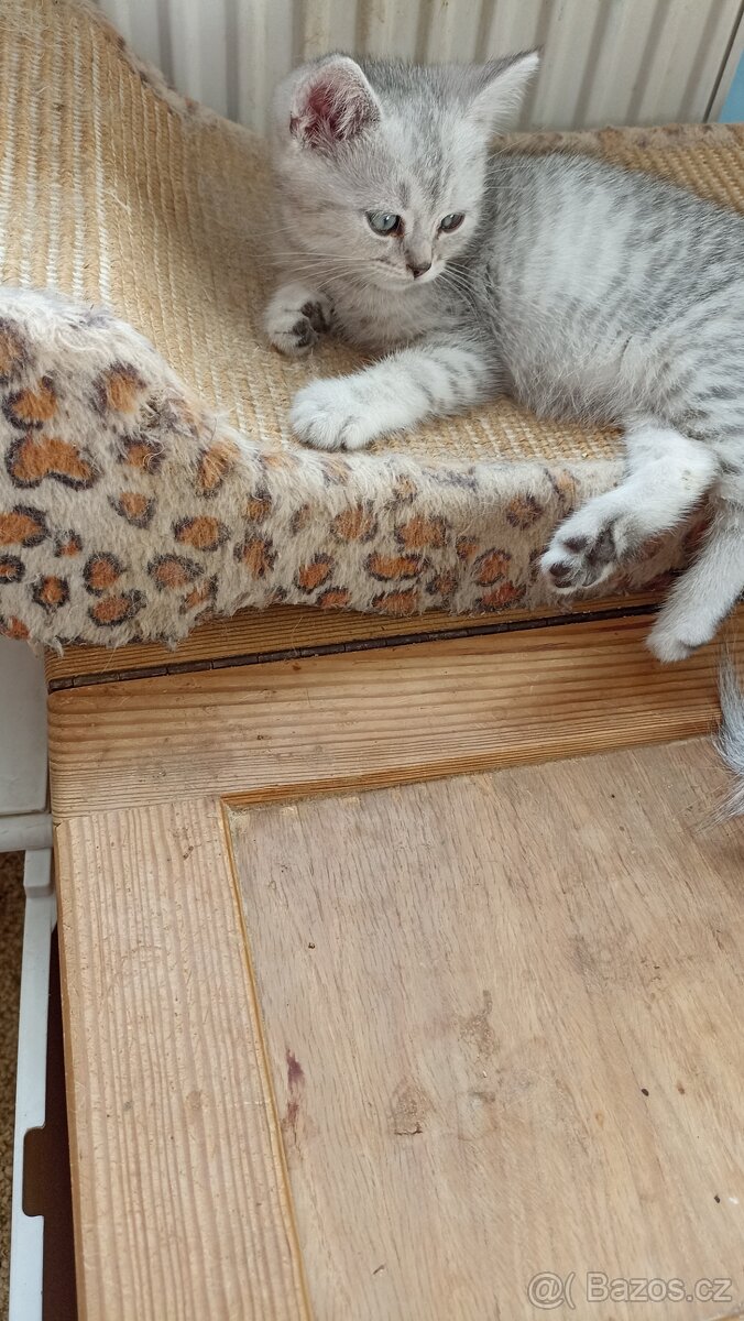 Britský whiskas kocourek s PP - 6