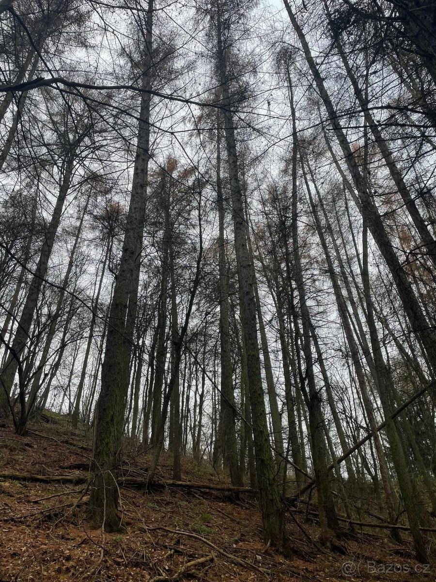 Prodám lesní pozemek v k.ú. Pěčíkov - 6