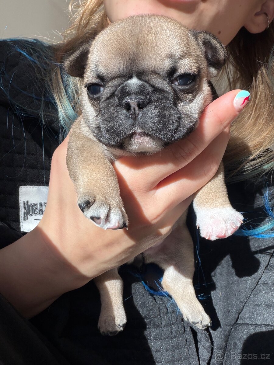 Štěně francouzského buldočka - 6