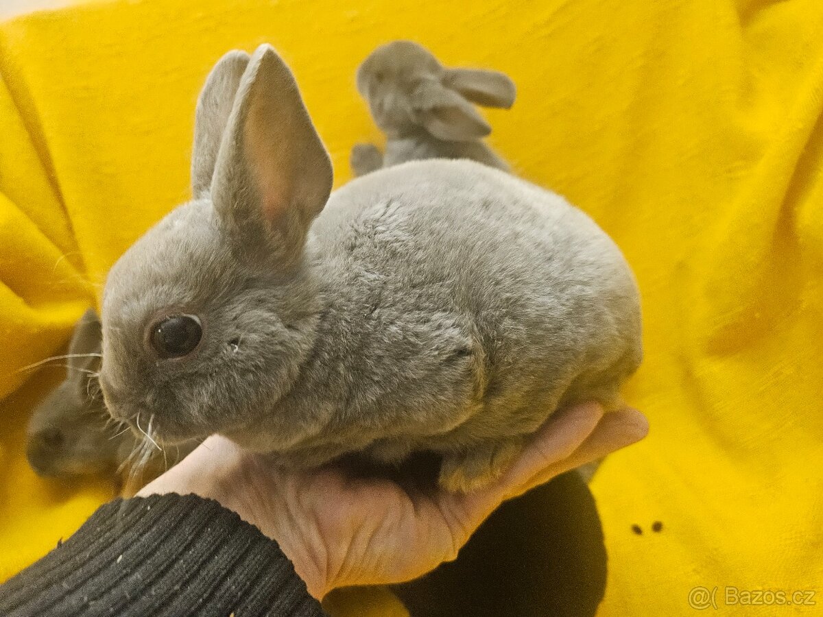 Zakrslý králíček - 6