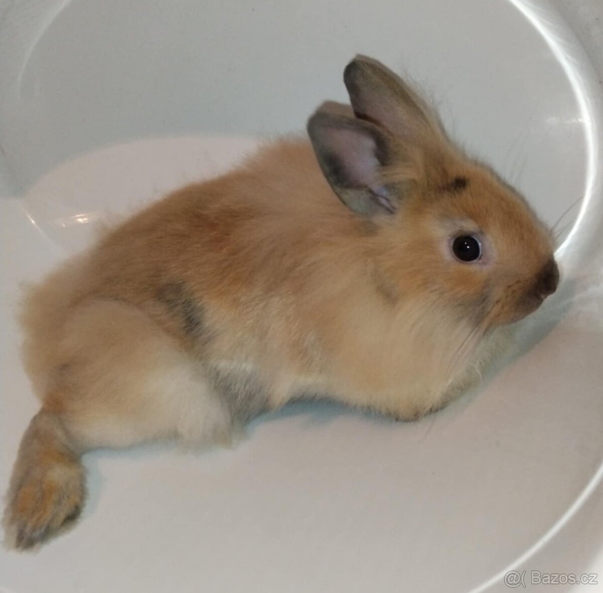 Zakrslý králíček bez PP samička Samatha lvíček - 6