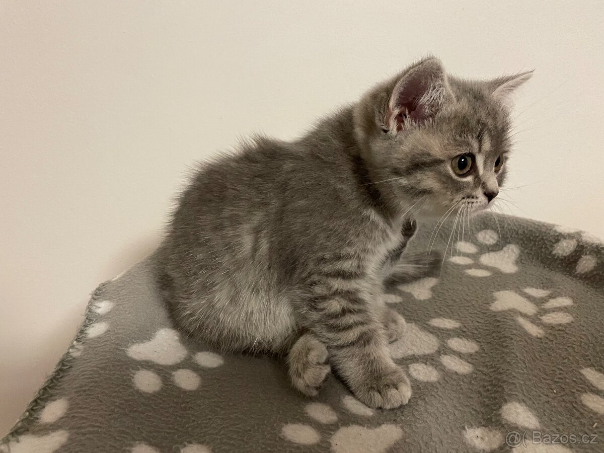 koťátko bez PP (kočička světlá) - 6