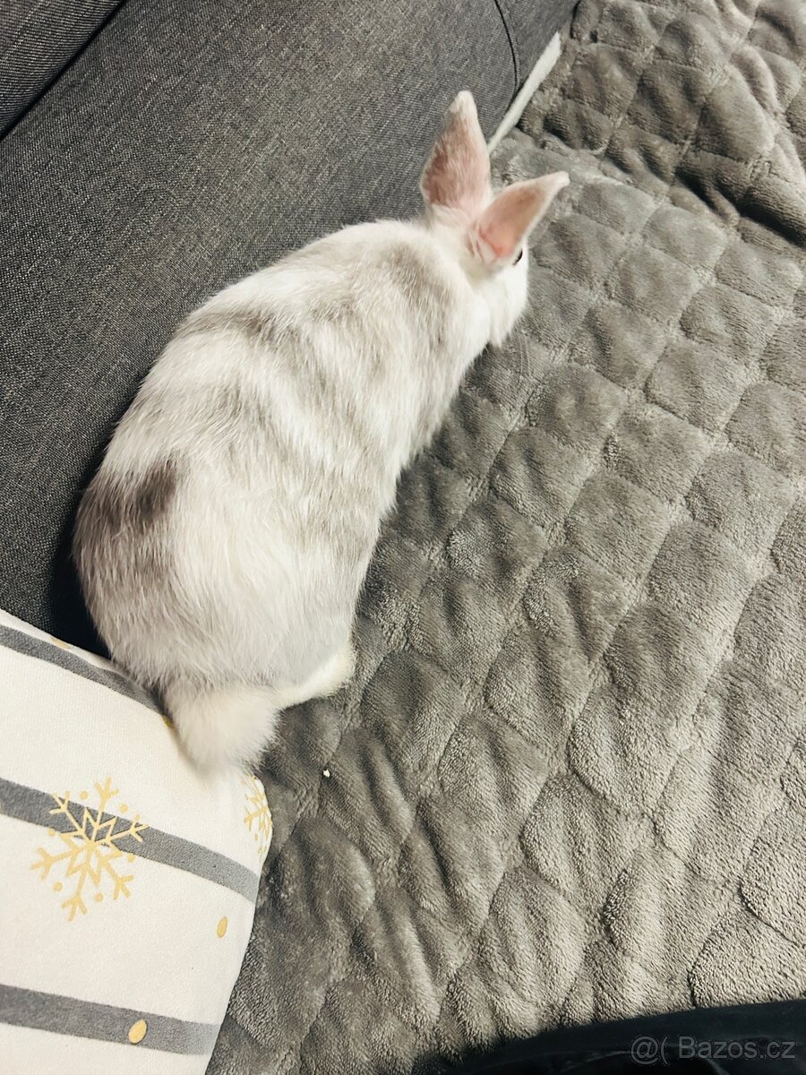 Zakrslý králík - 6