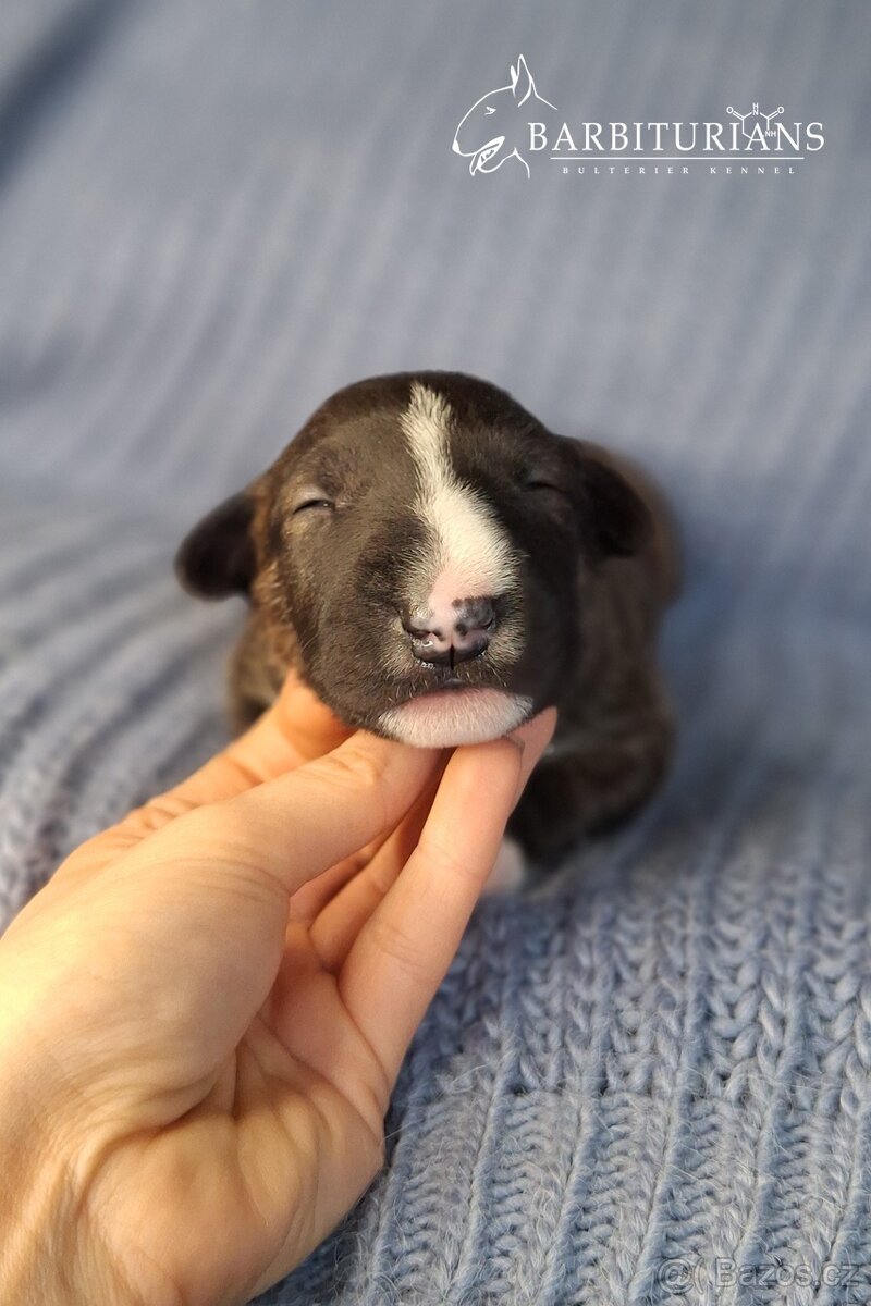 Anglický Bulteriér s PP - Těšín - 6