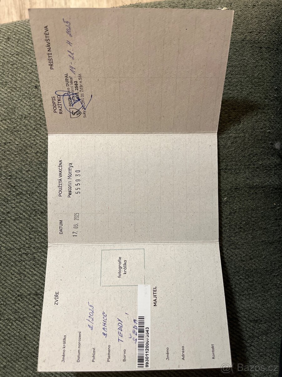 Březí samička SPĚCHÁ - 6