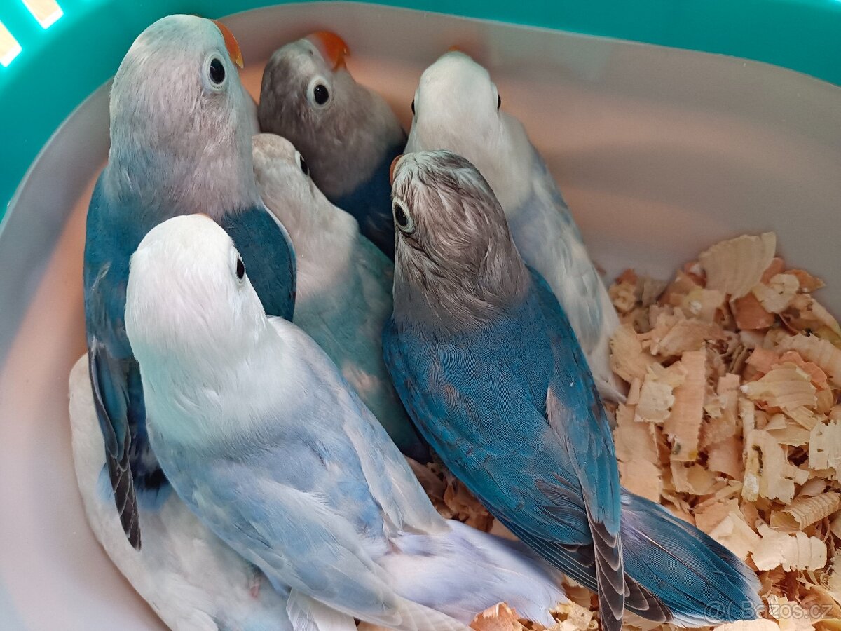 Agapornis Fishery - 6