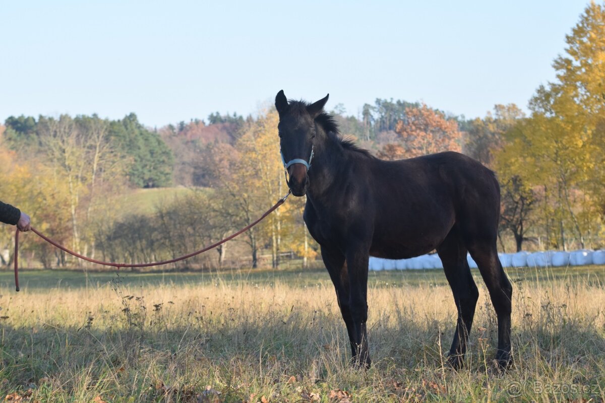 Belmondo letošní odstávče - 6