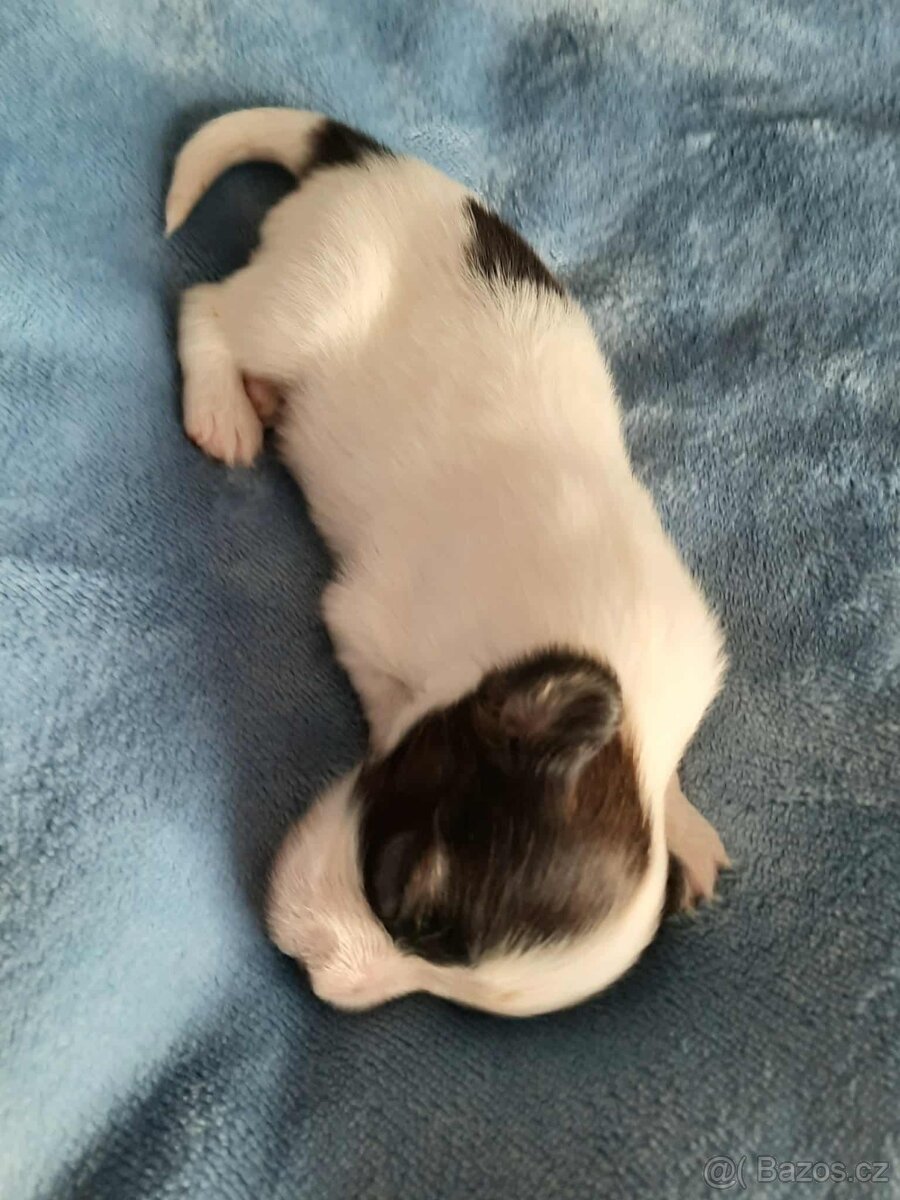 Papillon s PP-pejsek - 6