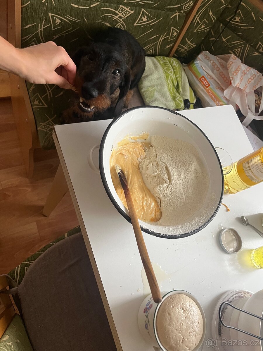 Krytí - drsnosrstý jezevčík standard - 6