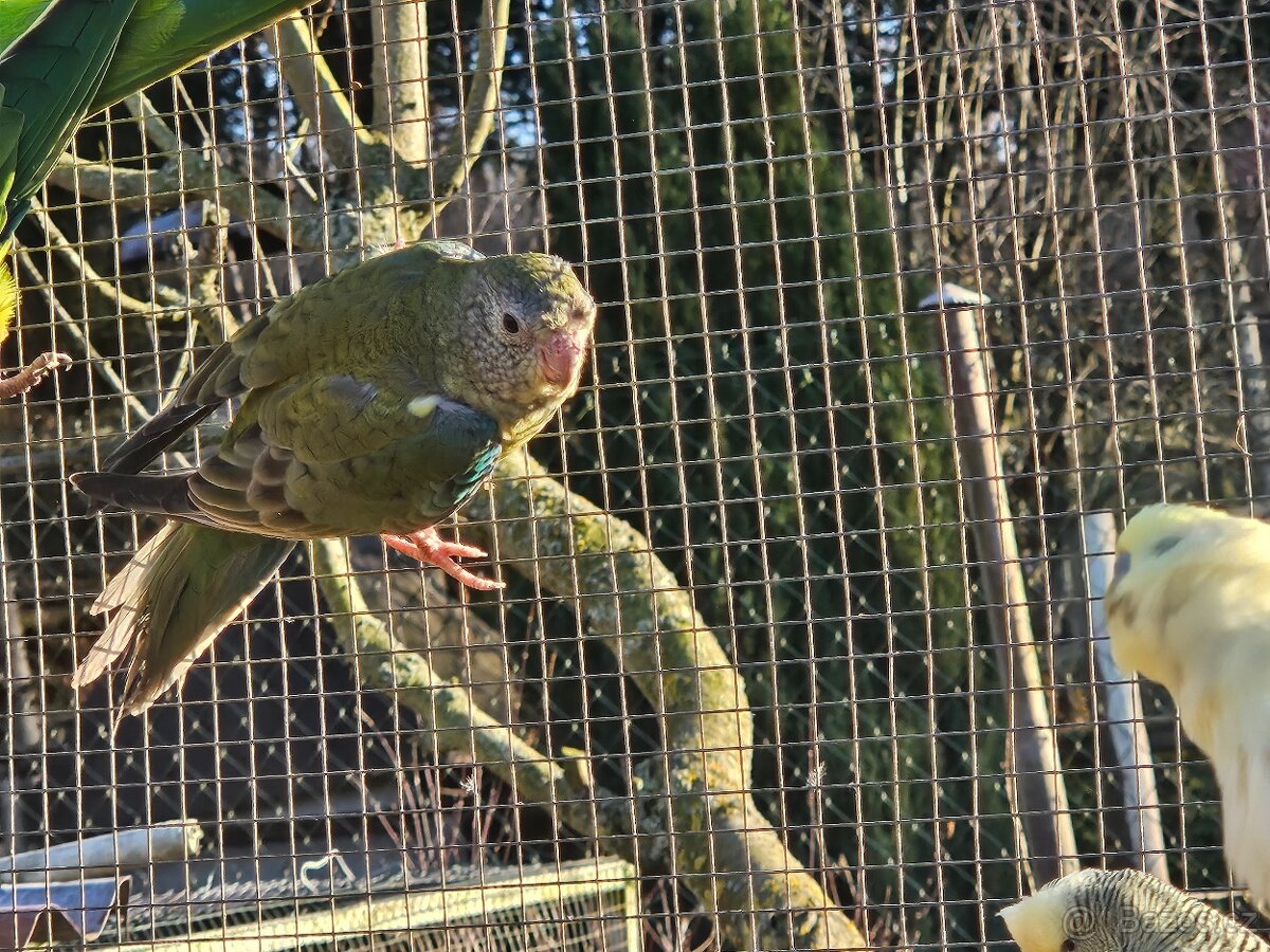 Papoušek zpěvavý - 6