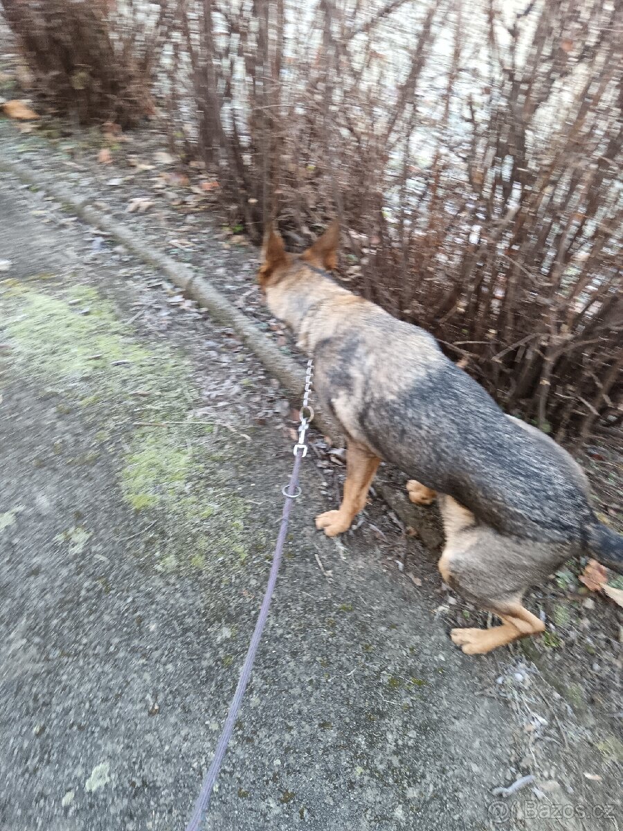 Daruji fenku německý ovčák kříženka - 6