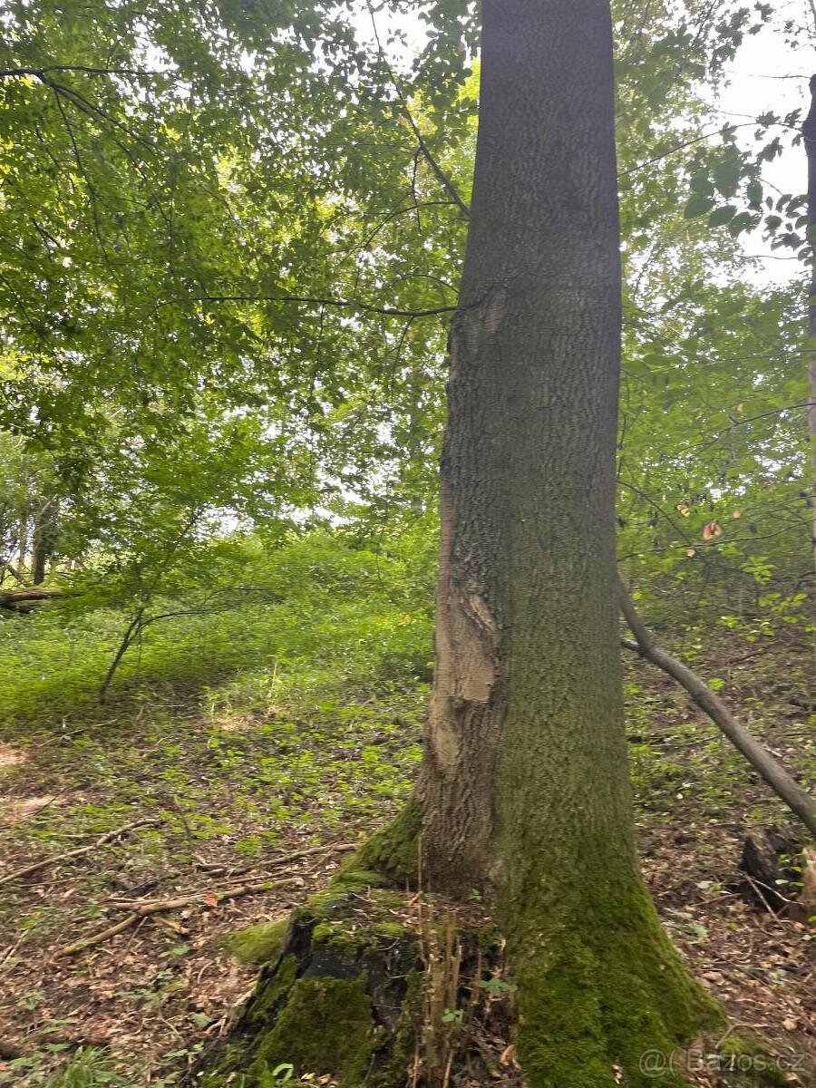 Prodám lesní pozemek na k.ú. Horní Žukov - 6