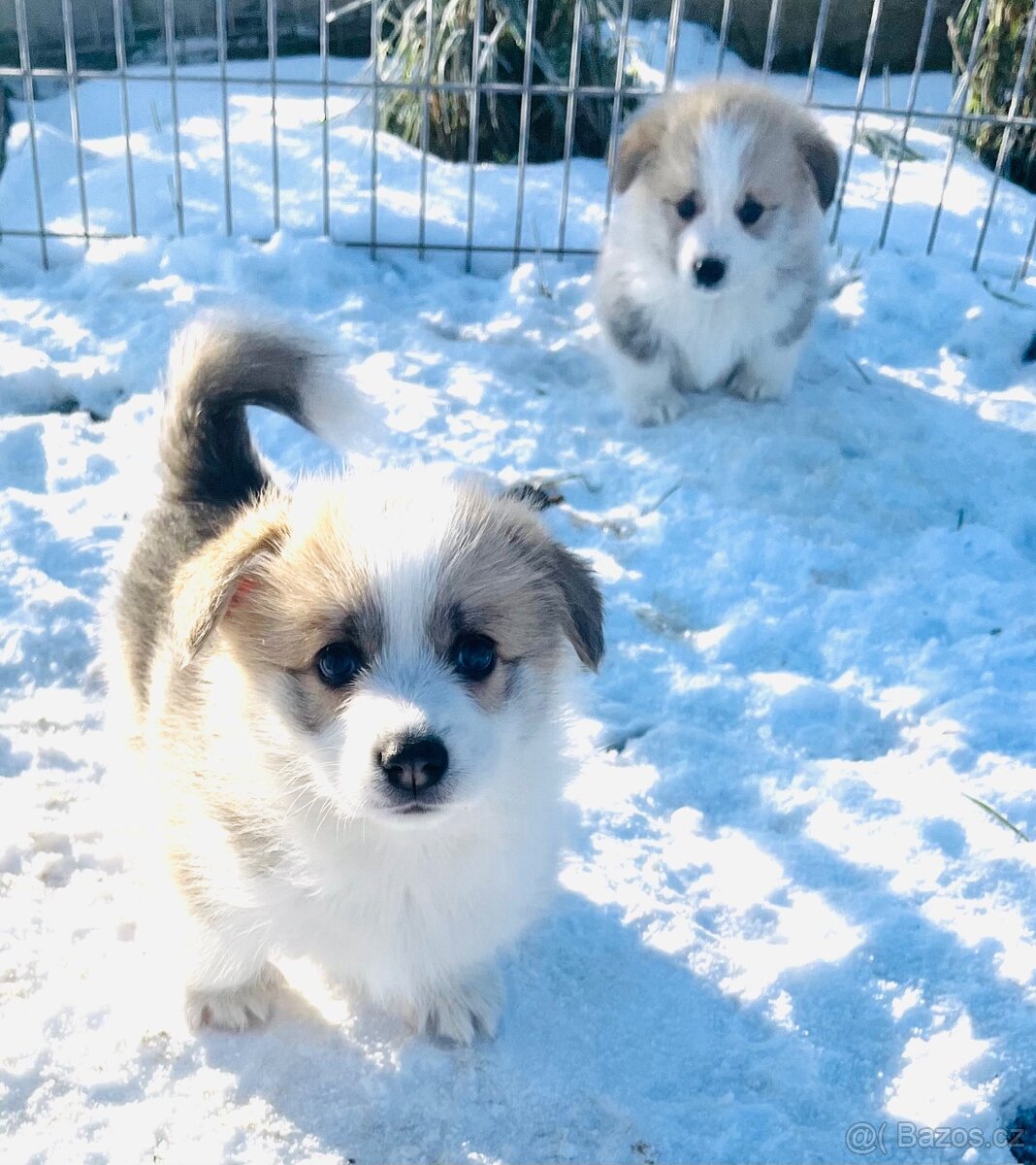 Welsh corgi pembroke s PP (FCI) - 6