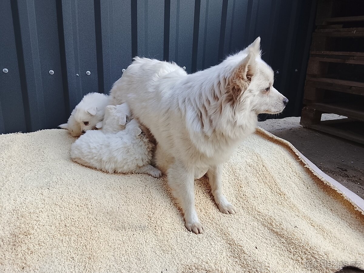 Štěňata-Německý špic střední - 6