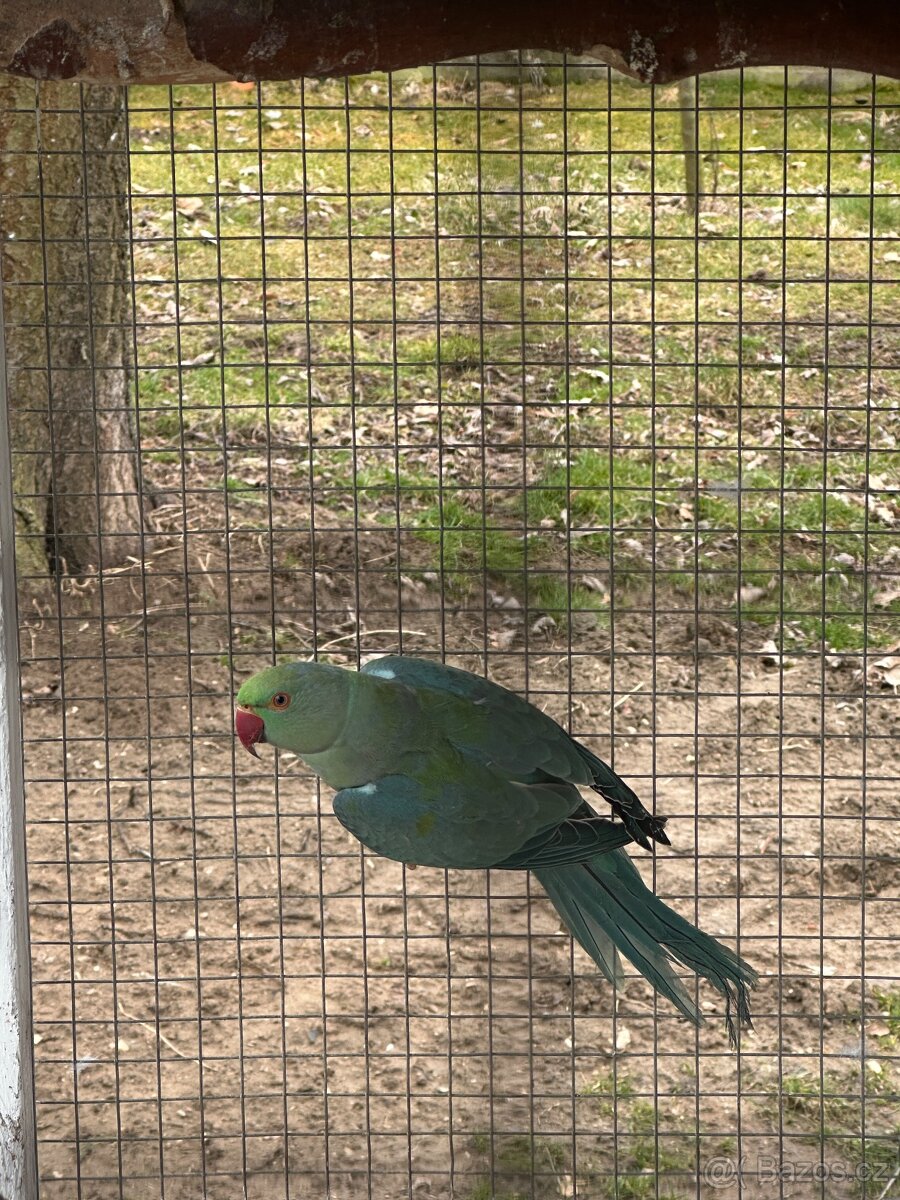 Alexandr malý/ho 2,2 - 6