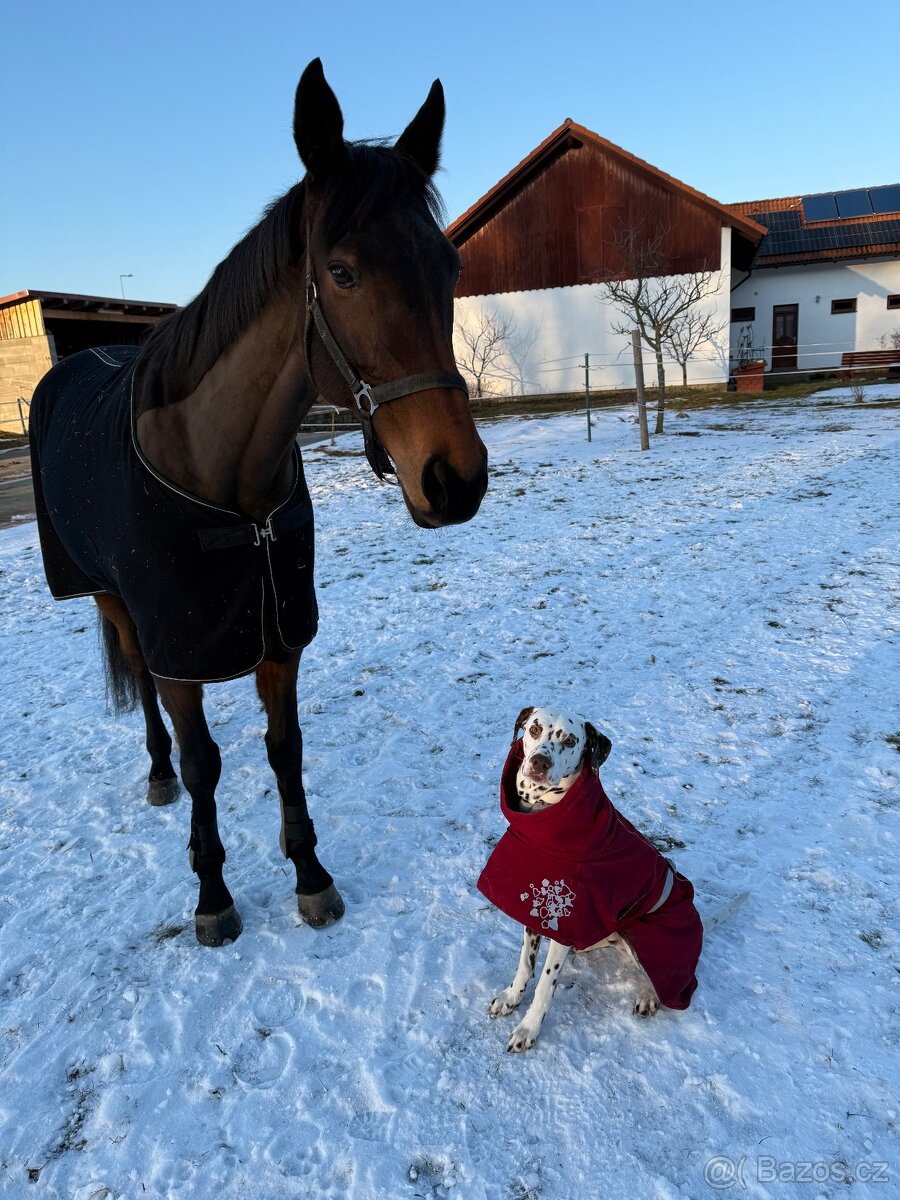 Prodám nadějnou A1/1 klisnu - 6