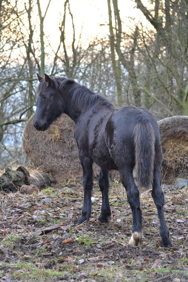 Welsh cob - hříbata 2025 - 6