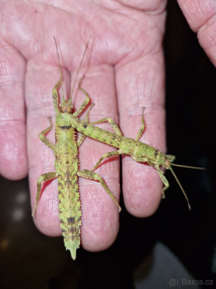 Strašilka ostrohatá - 6