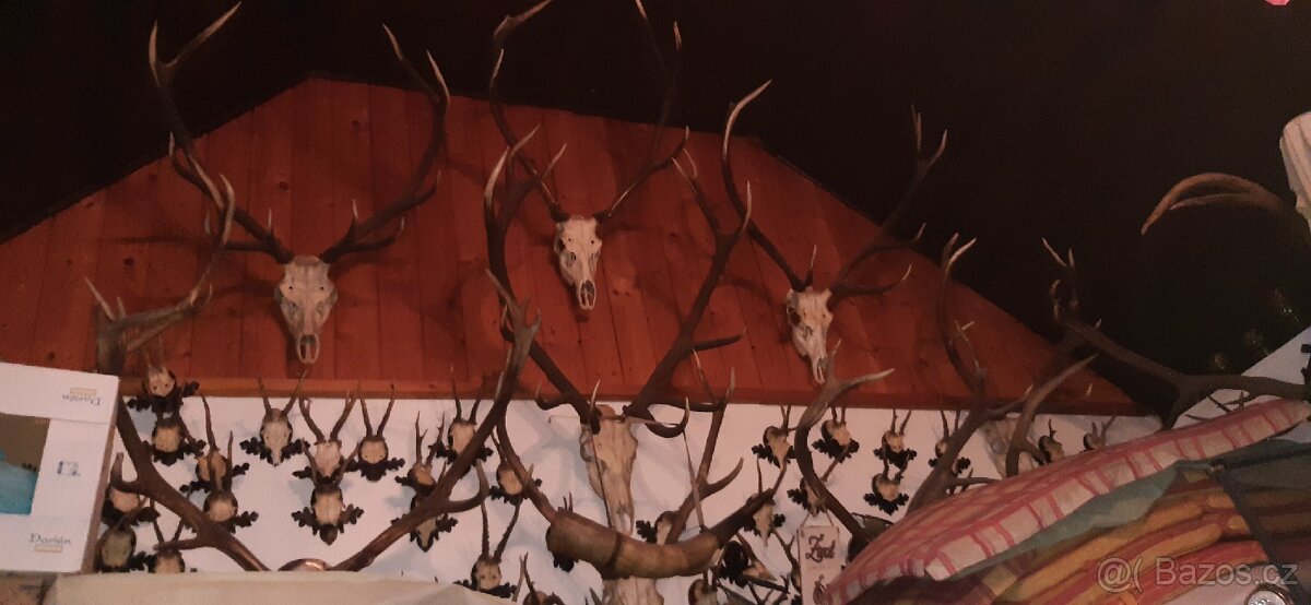 Paroží, trofeje, preparáty - 6