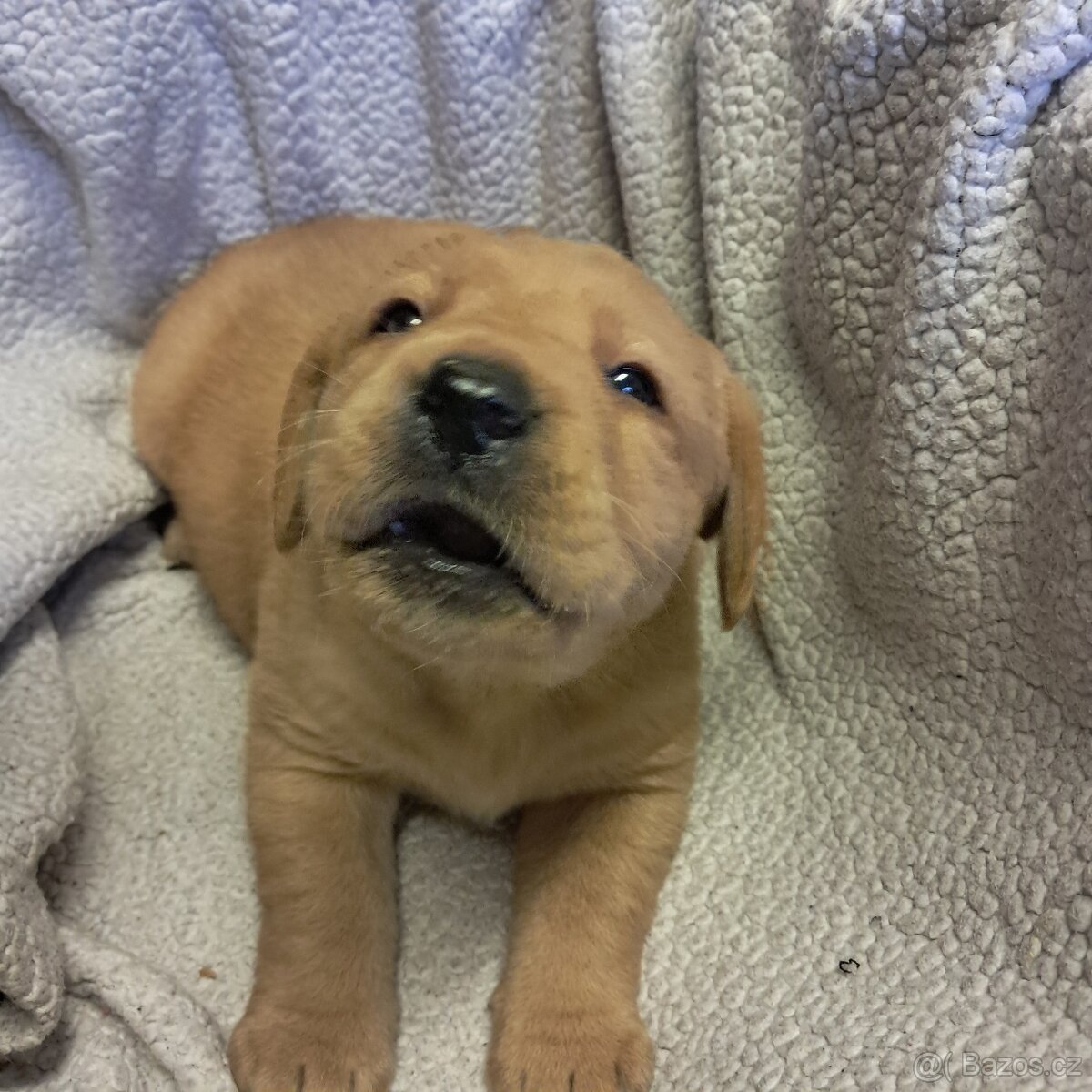 Labradorský retriever s PP - 6