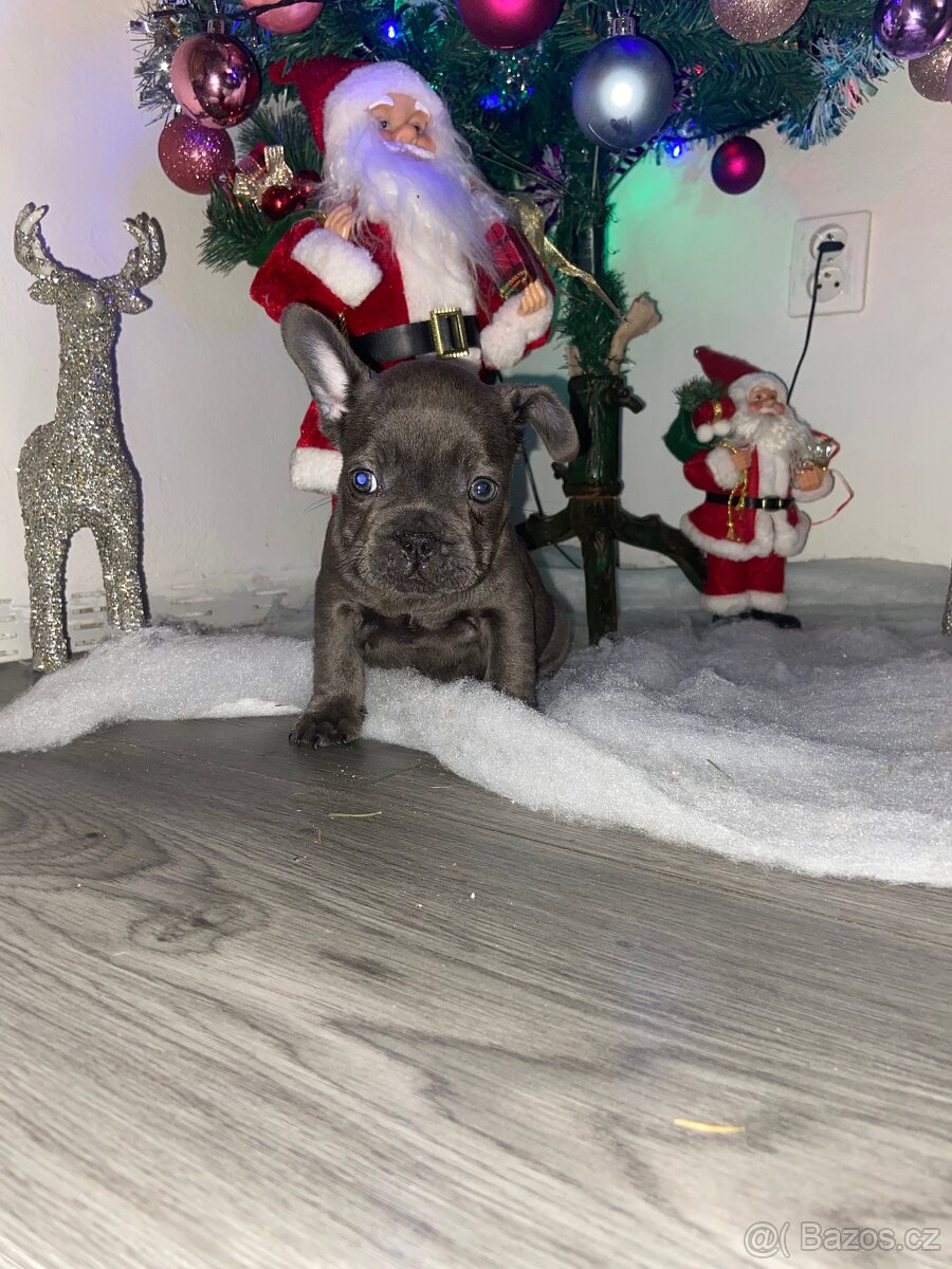 Francouzský buldoček - 6