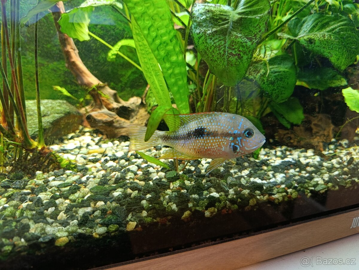 Prodám akvárium cca 200l - 6