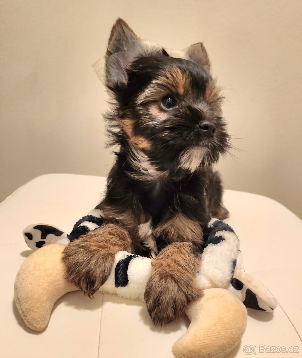 Jorkšírský teriér - 6