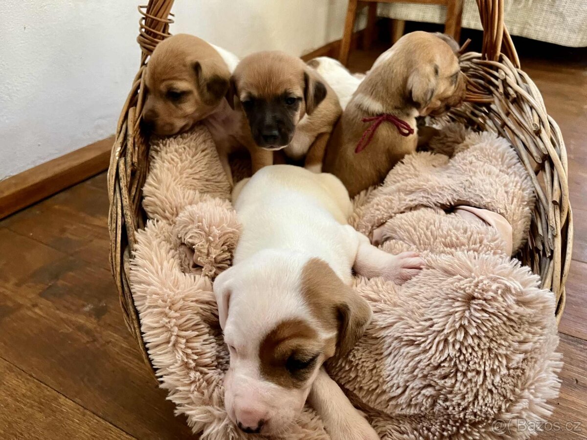 Štěňata kříženec Parson russel teriér - 6