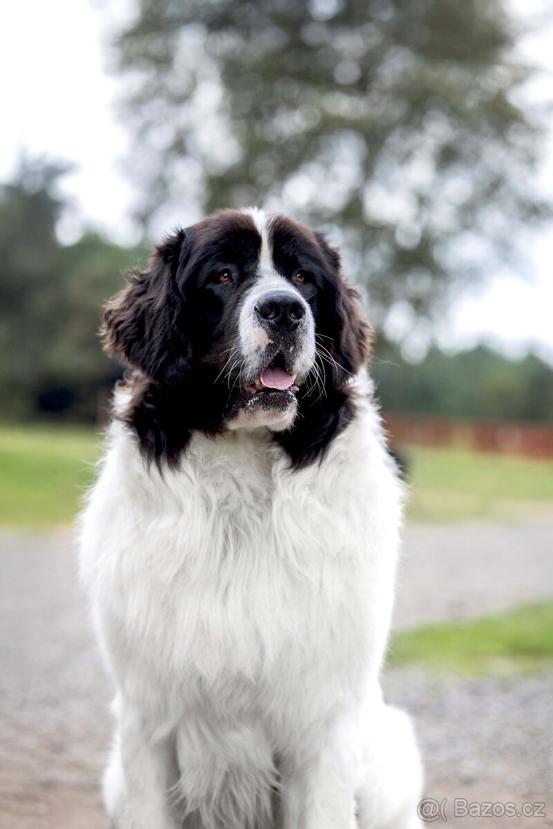 plemene Landseer - 6