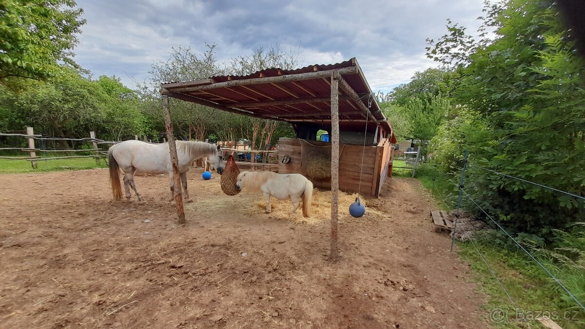 Nabídka ustájení 24/7 - 6