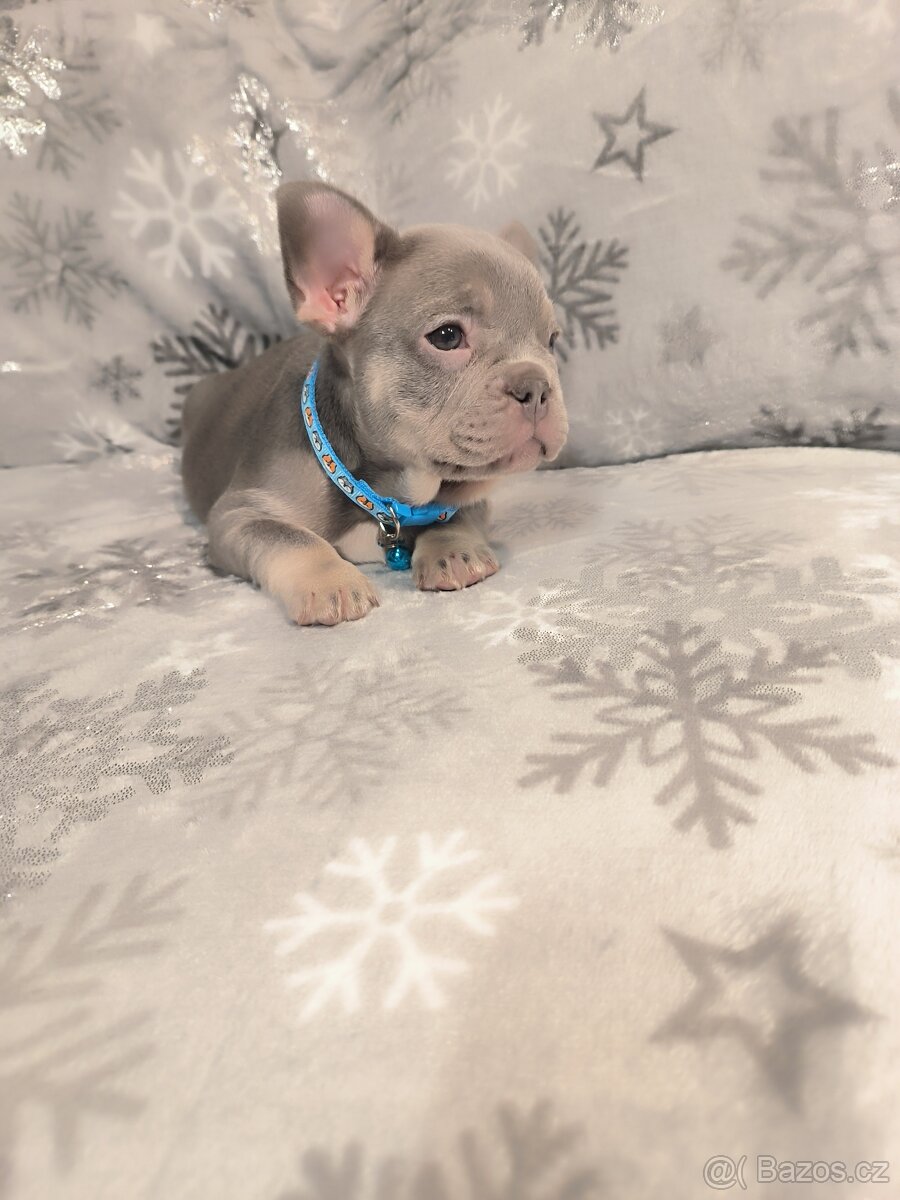 Francouzský buldoček - 6