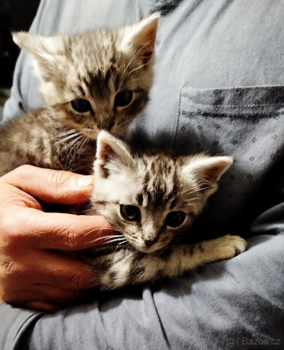 Daruji koťátka - 6