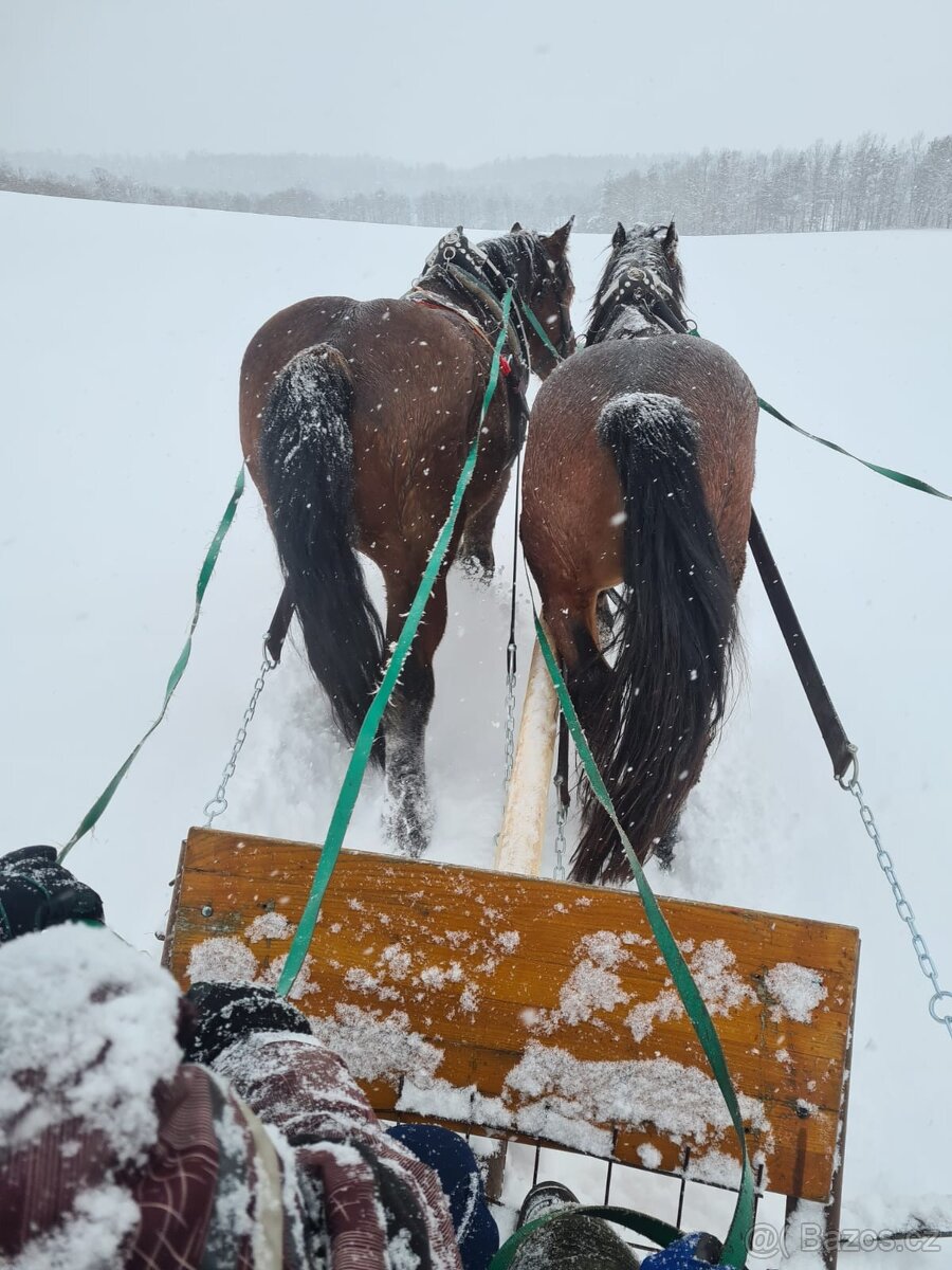 Prodám Slezského Norika - 6