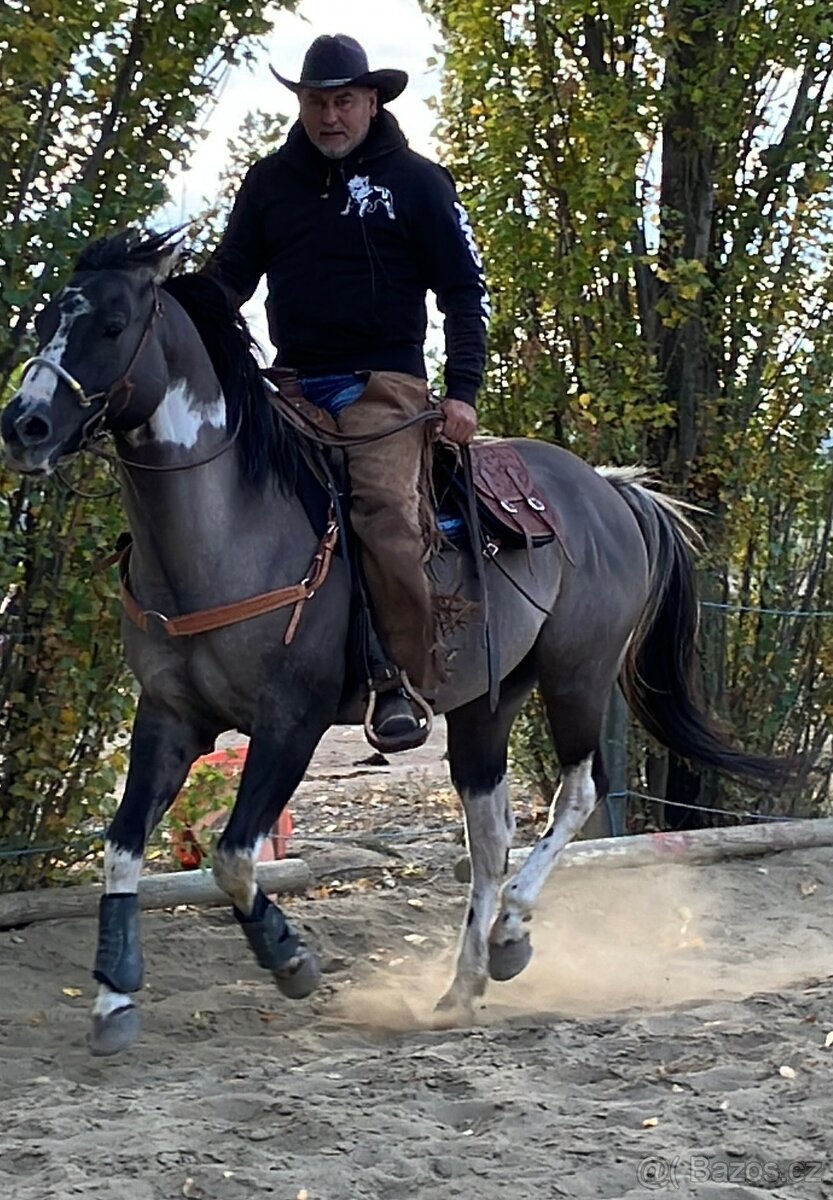 Apha žrebec pripustanie - 6