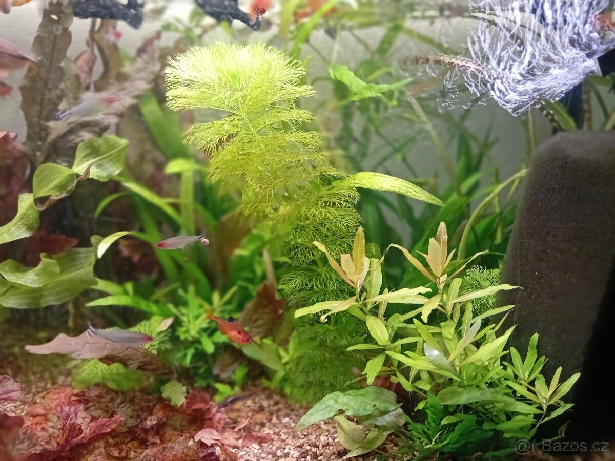 Akvarijní rostliny - 6