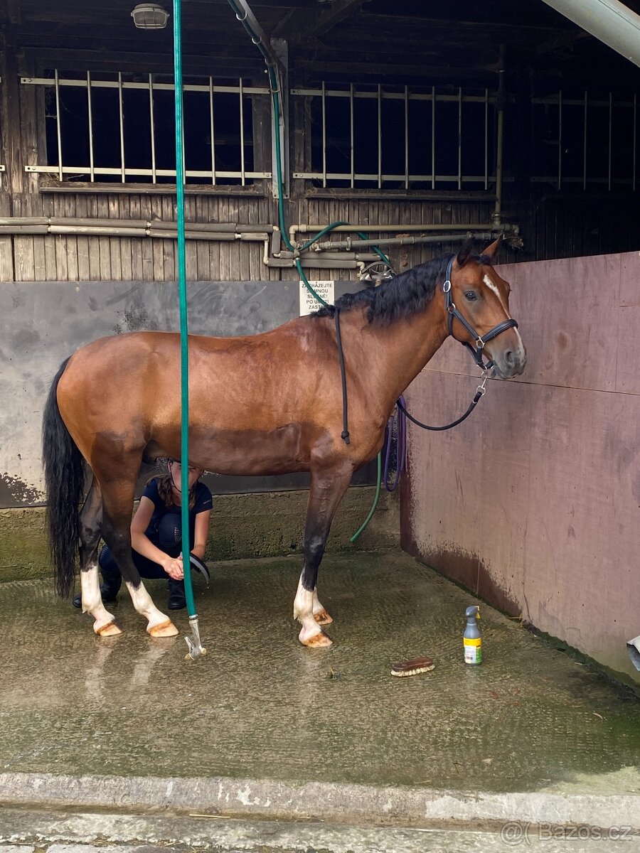 FEI Drezurní pony valach - 6