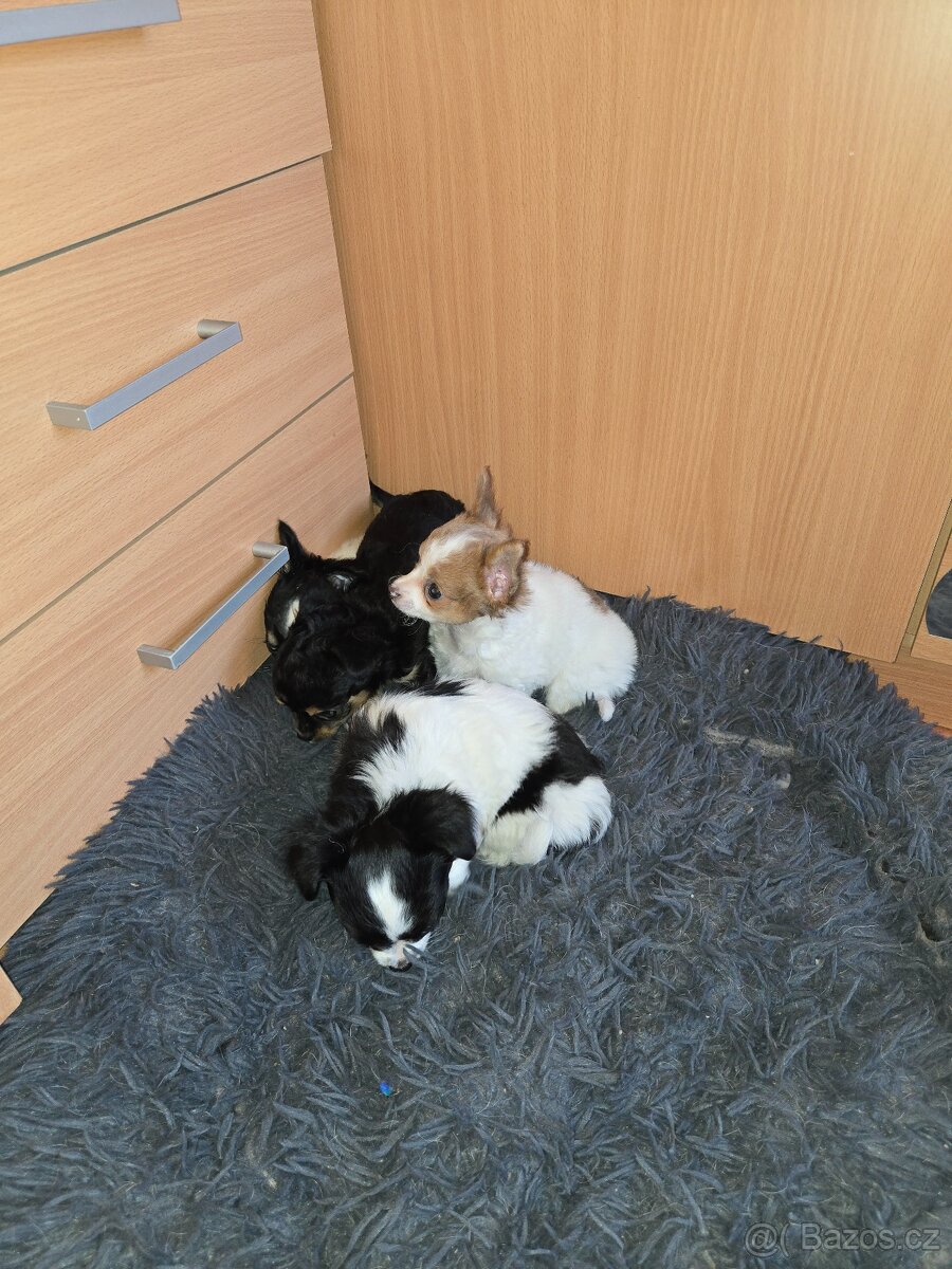 ČIVAVA DLOUHOSRSTÁ - 6