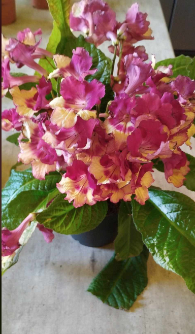 Streptocarpus - tořivka - 6