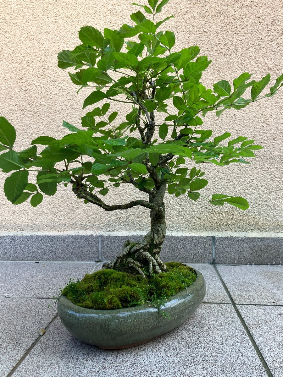 Bonsai, Bonsaj, jasan ztepilý - 6