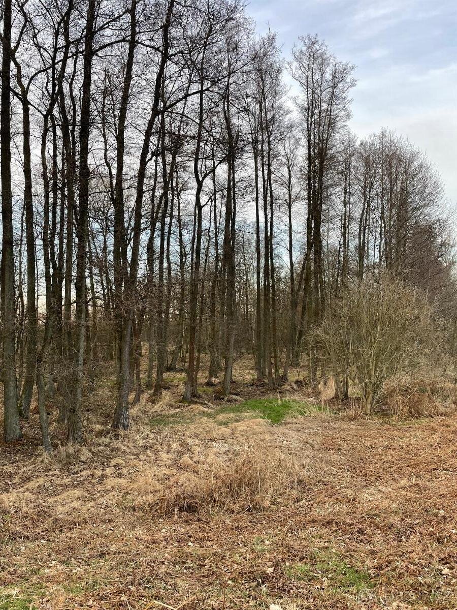 Prodám pozemky na k.ú. Černá u Bohdanče - 6